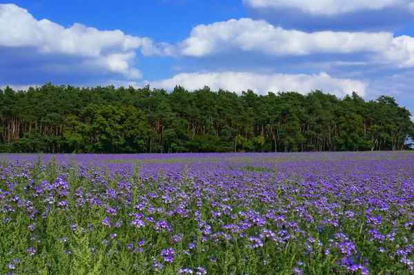 Bienenweide (Phacelia)