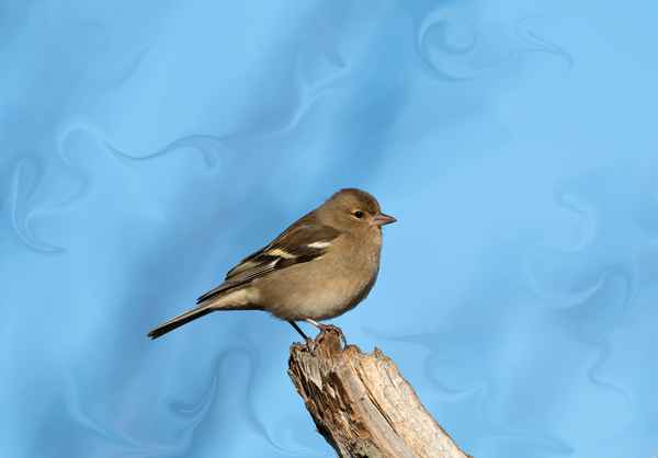 Buchfink mit Fantasiehimmel