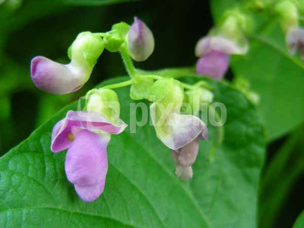 Blüte der Stangenbohnensorte "Berner Landfrauen"