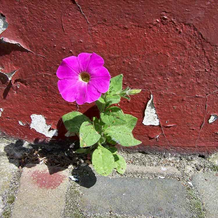 Mauerblümchen