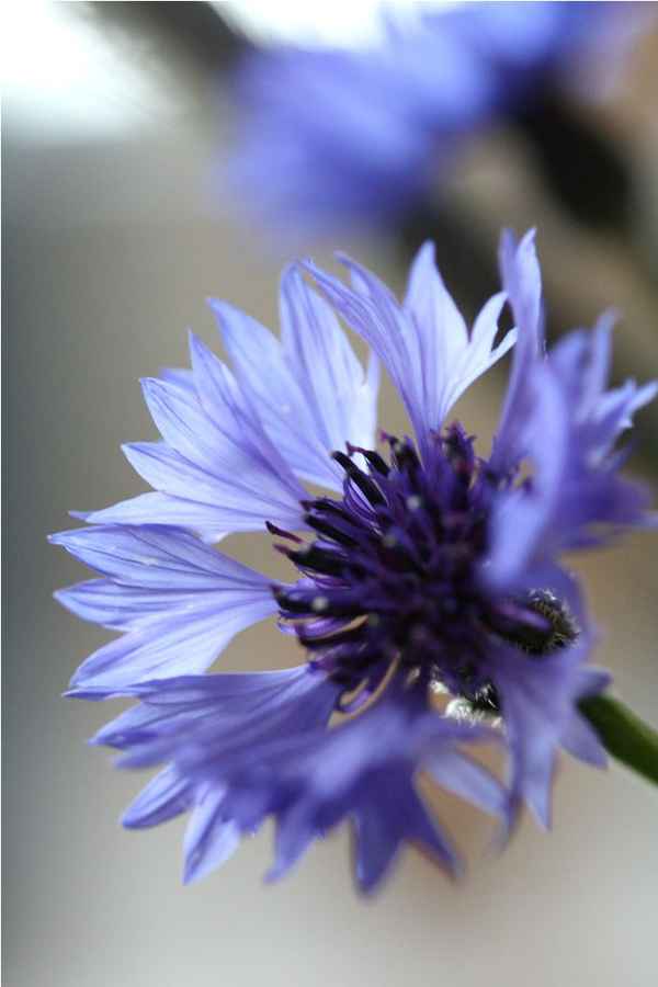 Kornblumenblau