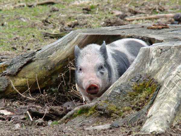 Am liebsten spiel' ich verstecken