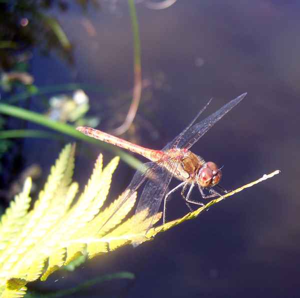 Libelle an unserem Teich