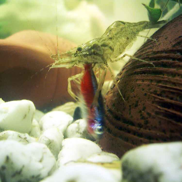 Garnele frisst Neon 1