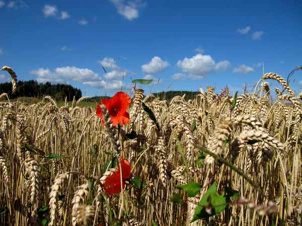 Farbtupfer im Kornfeld