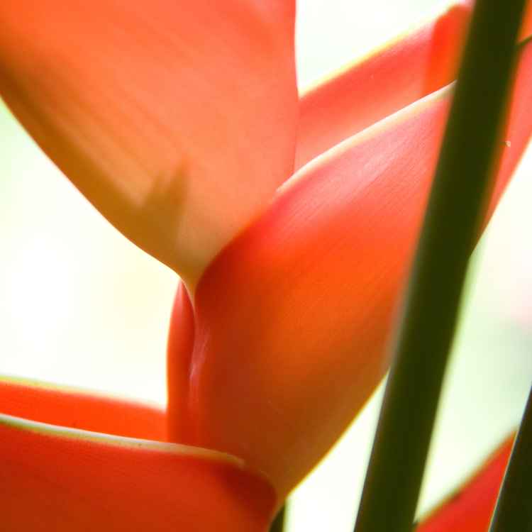 Drachenblume