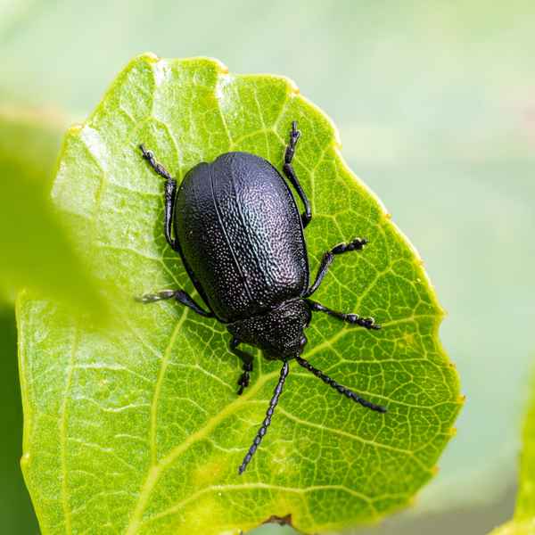 Black Beetle