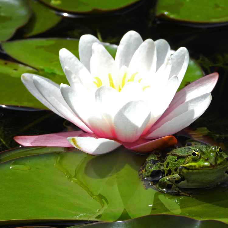 Frosch mit Seerose