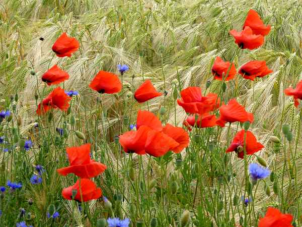 Kornfeld mit Mohnblumen