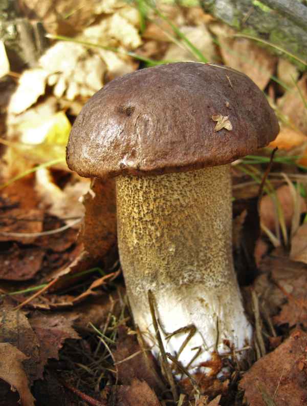 Birkenpilz im Birkenlaub, junger Fruchtkörper