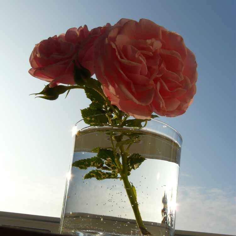 Rose im Glas