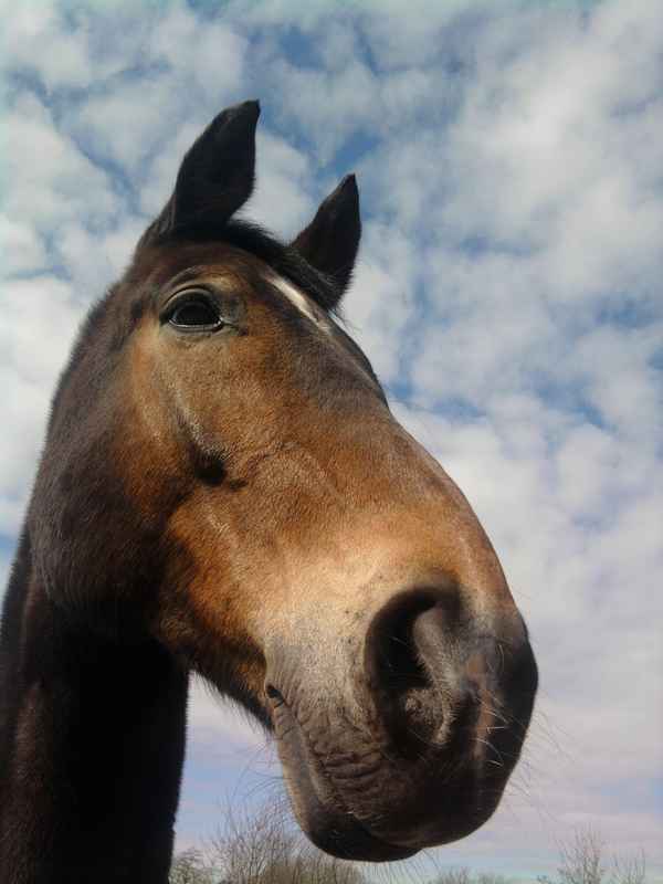 Pferd