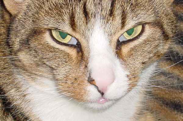 Ein müder Kater