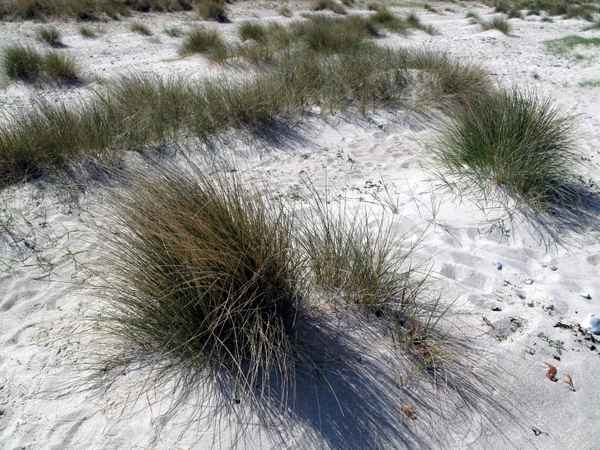 Dünengras am Strand von Niobe