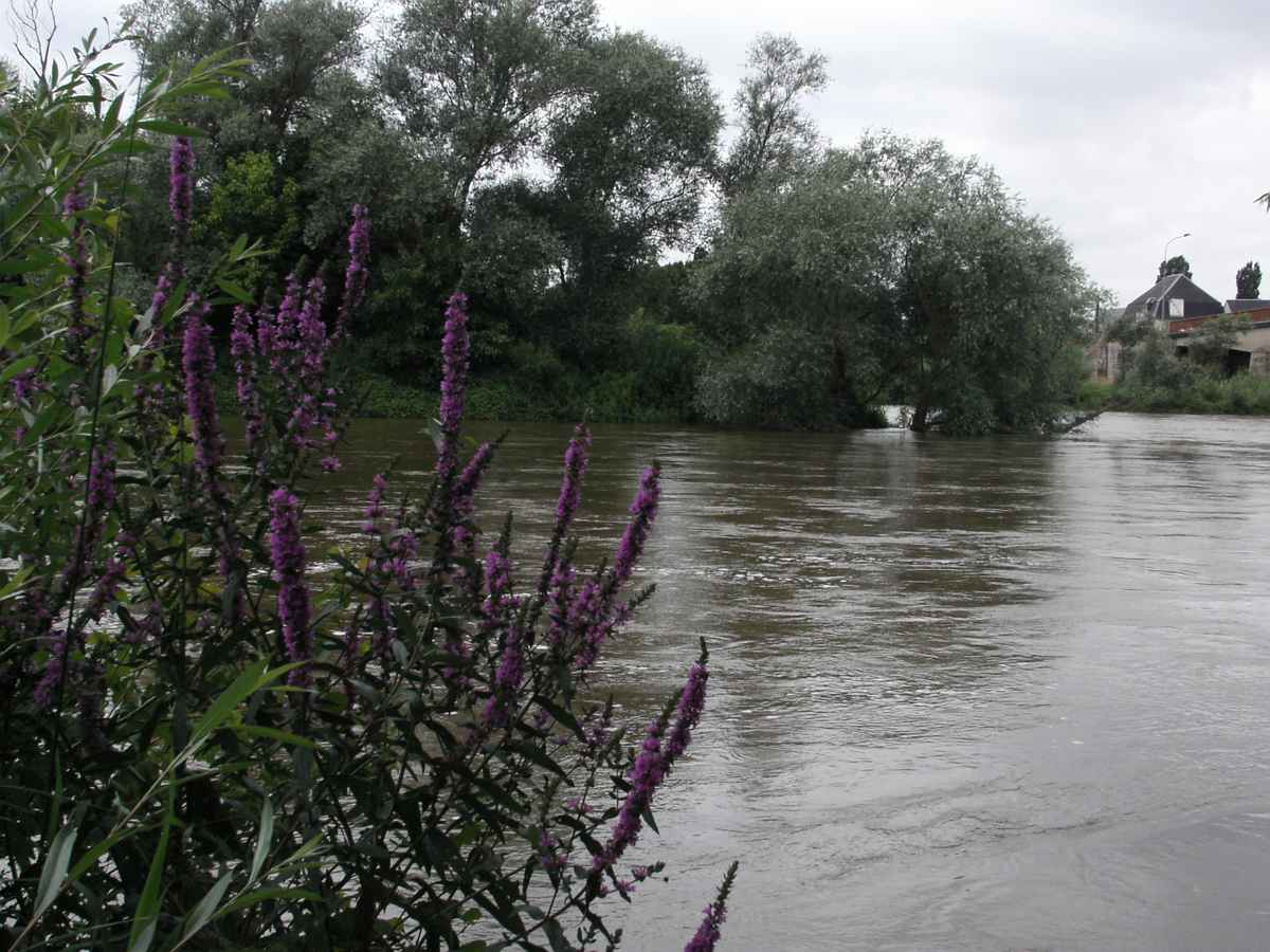 Blumen am Wasser