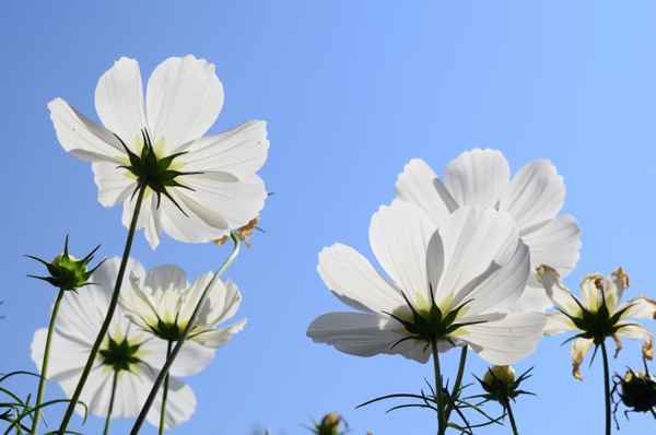 Sommerblüten