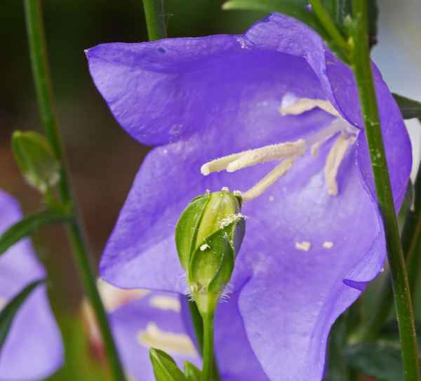 Glockenblume mit Knospe