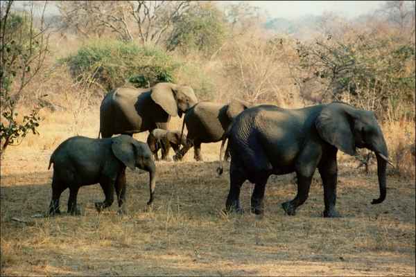 Der South Luangwa NP