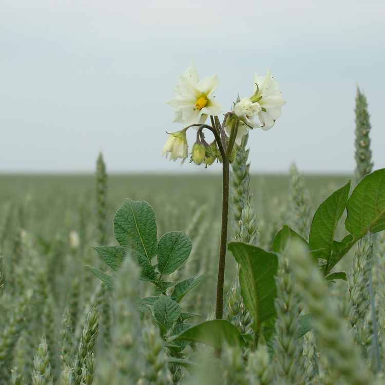 gast im kornfeld