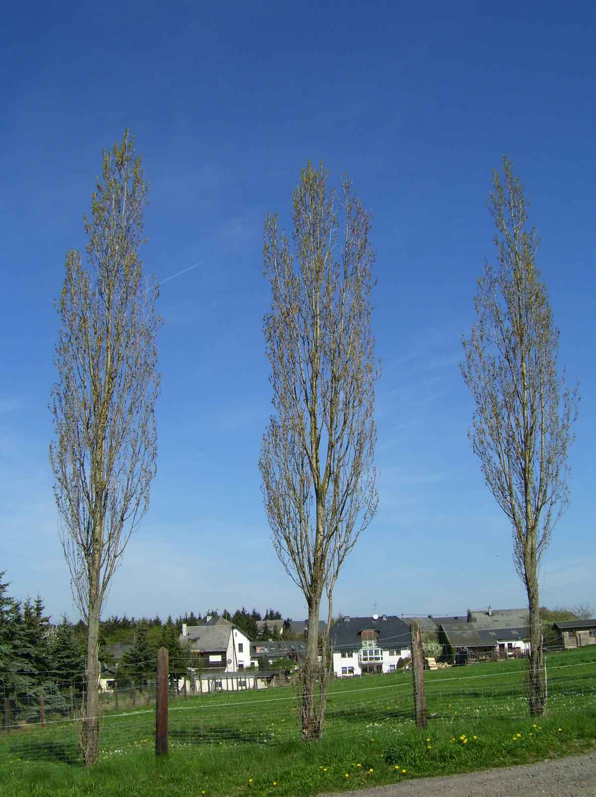 Bäume