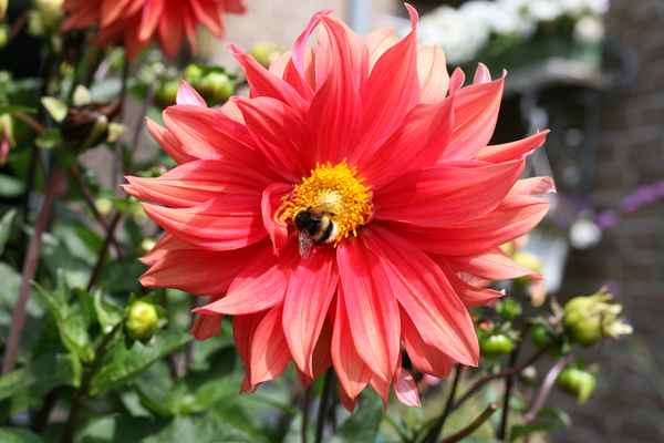 Hummel auf Dahlienbl&uuml;te