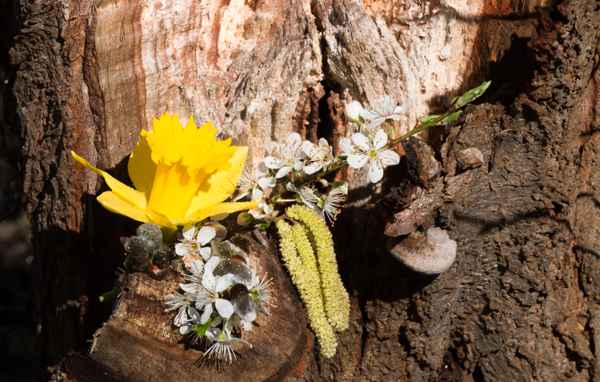 Frühlingsimpressionen