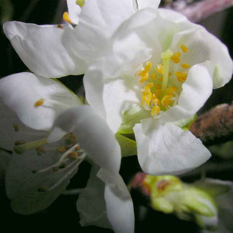 Kirschblüte