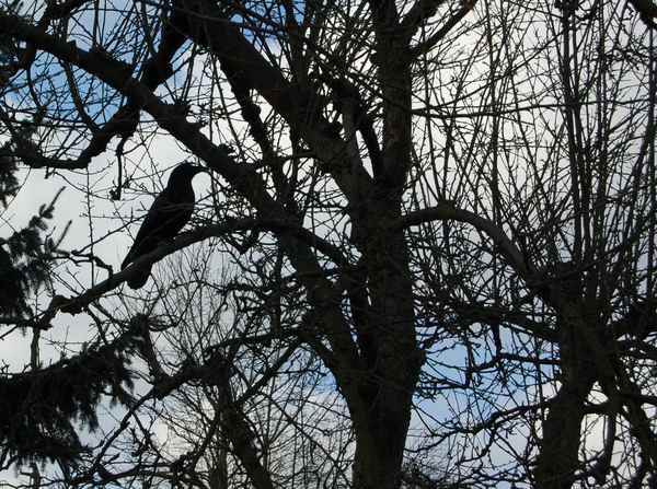 Black Bird
