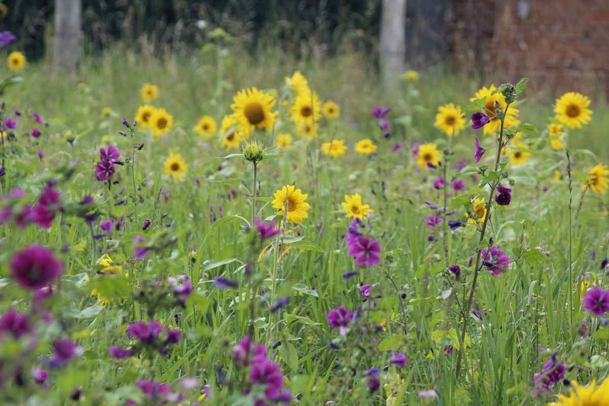 Sonnenblumen im Feld