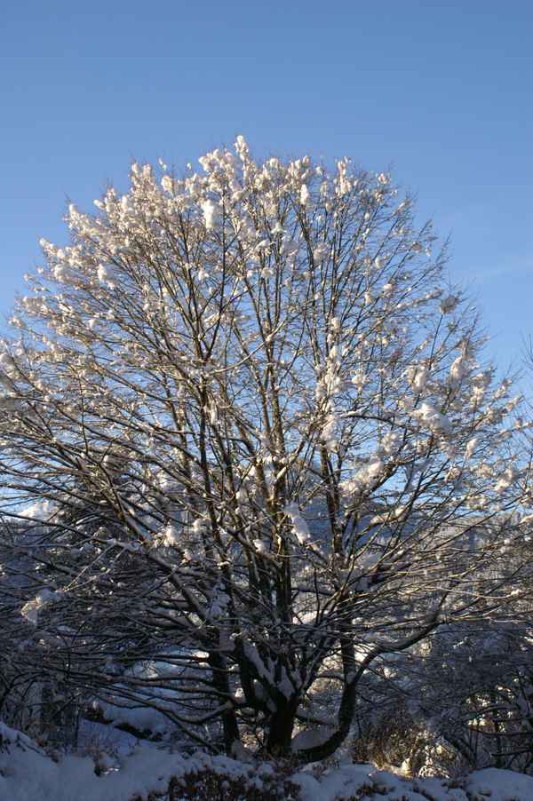 Mein Freund der Baum