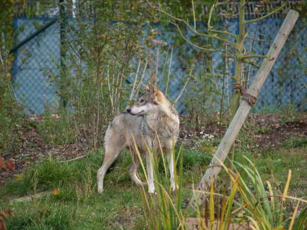 Wolf im Tierpark Worms_4