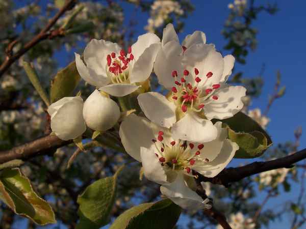 Uraltapfelbaumblüte