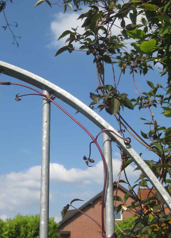 Blick auf ein winziges Stück Garten