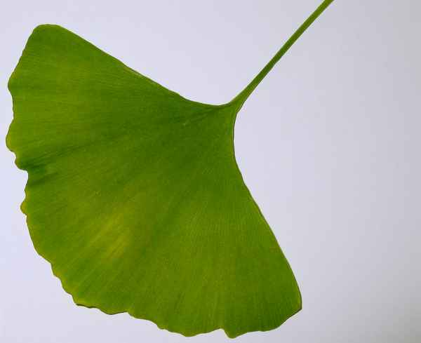 Faszination eines Blattes