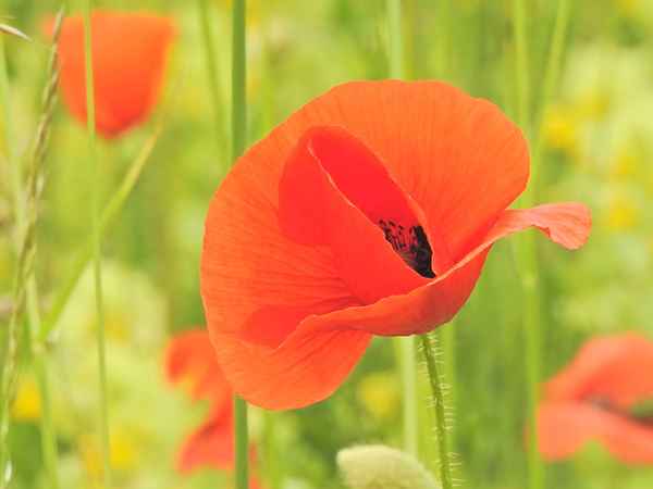 Mohnblume Nr. 47444