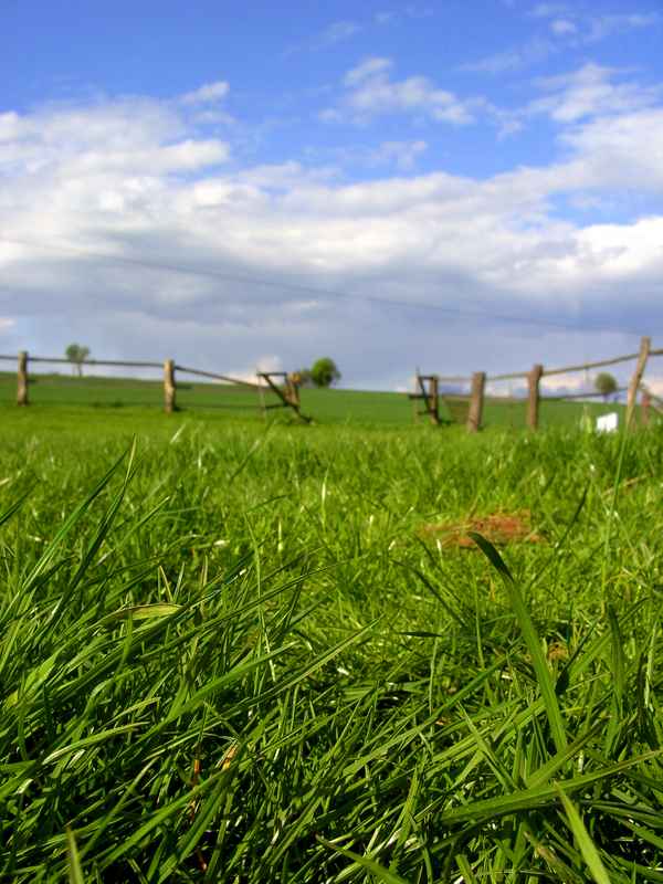 Wiese2