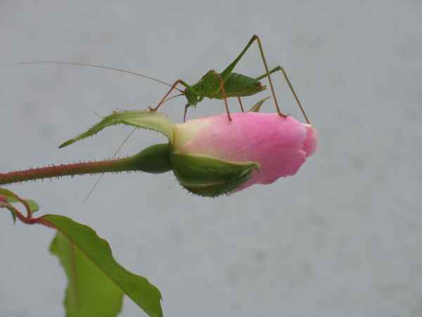 Es gibt auch behutsame Heuschrecken