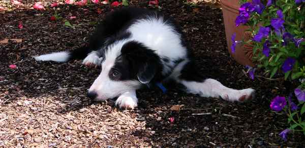 Border-Collie-Welpe Momo #3