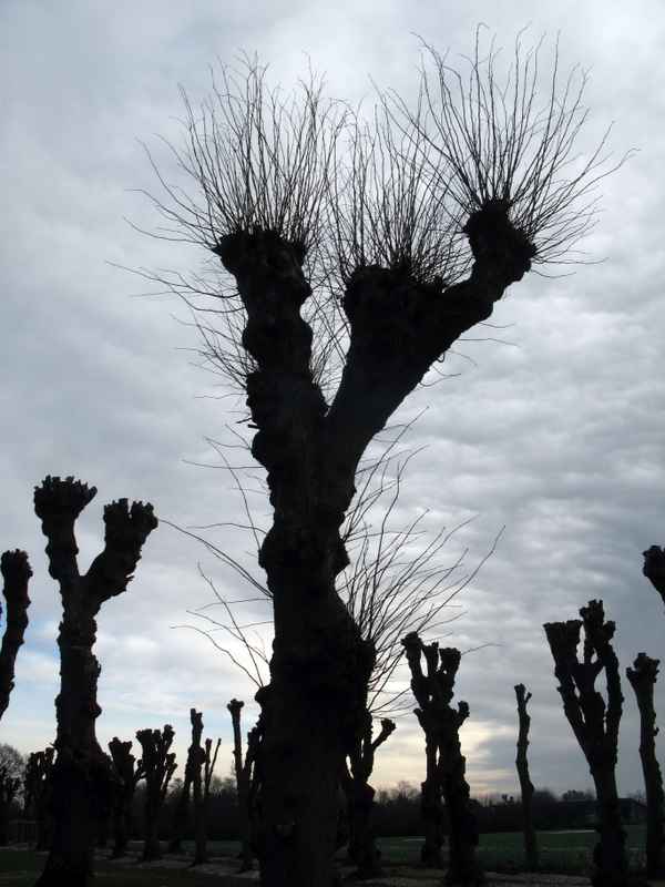 Linde im Winterhimmel