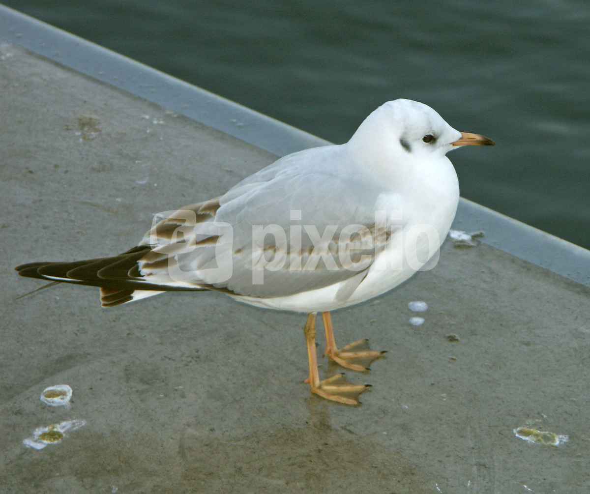 Möwe