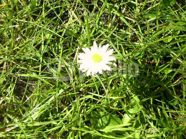 Gänseblümchen