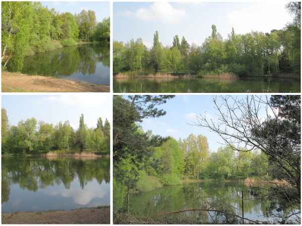 Spiegelungen im See