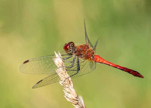 Blutrote Heidelibelle (3)