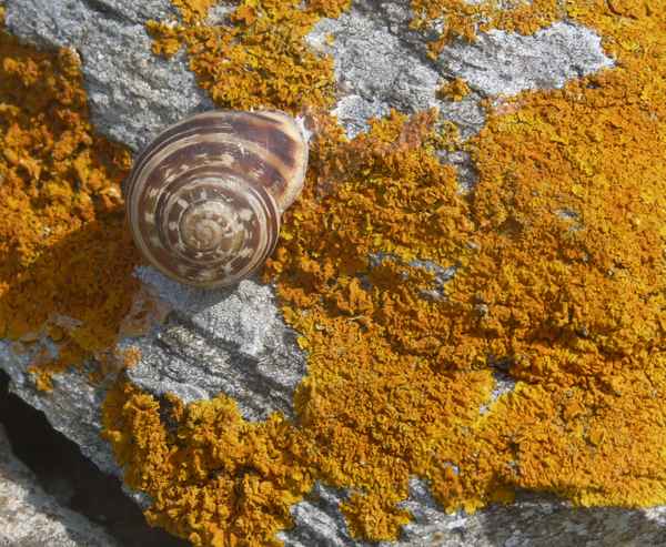 Schnecke auf antikem Stein