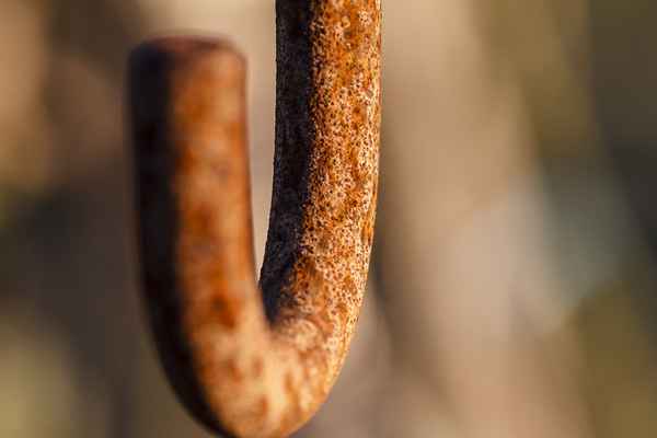 Rost