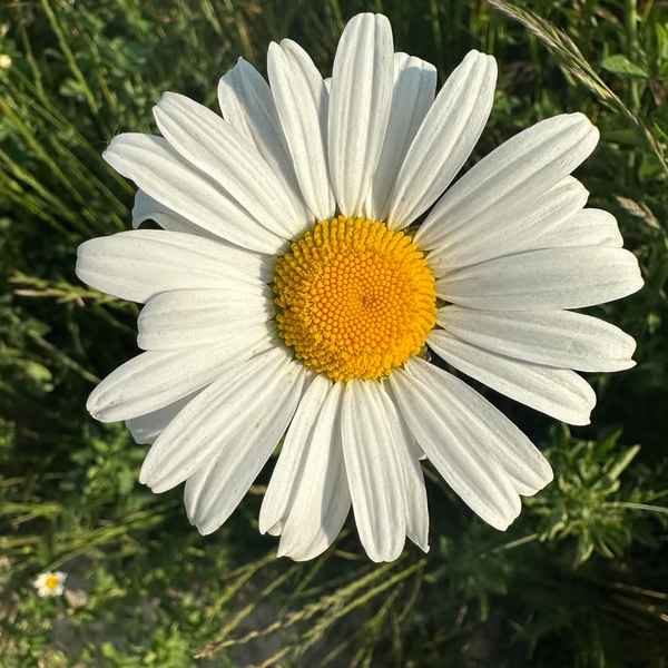 Gänseblümchen- Bellis perennis