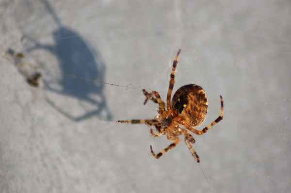 Spinne