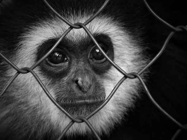 ...sad eyes b/w