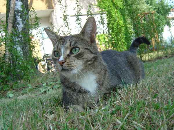 Kater Tabsi