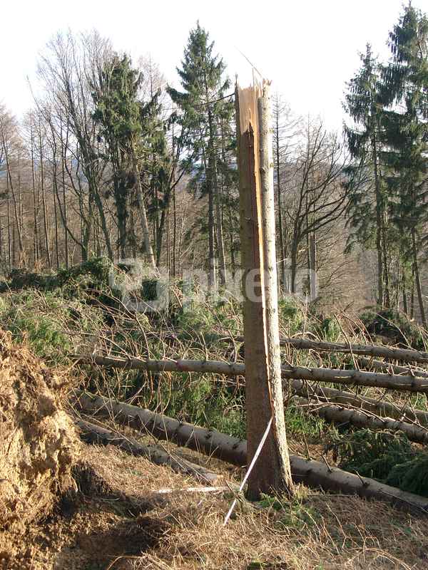 Sturm Kyrill 2